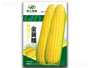 金黃糯-玉米種子-田福農業
