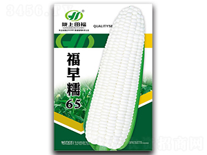 福早糯65-玉米種子-田福農業