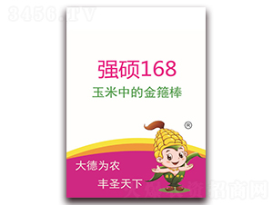 強碩168-玉米種子-德圣種業