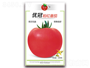 優冠-番茄種子-春秋種業