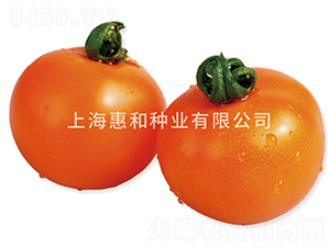 黃小丫-小番茄種子-惠和種業