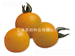 黃冠二號-小番茄種子-惠和種業