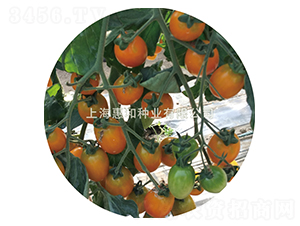 金小玲-小番茄種子-惠和種業
