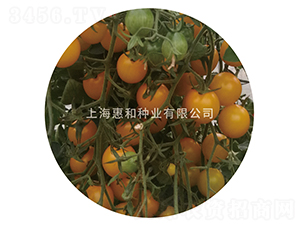 黃冠16-小番茄種子-惠和種業