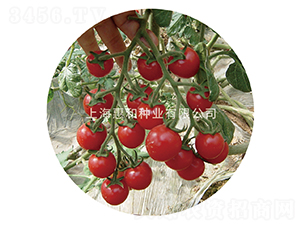 粉娘-小番茄種子-惠和種業
