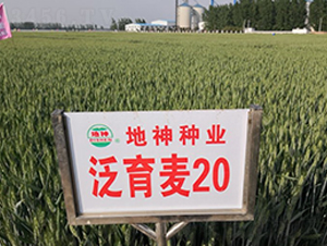20-СN-NI