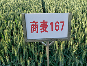 176-СN-NI