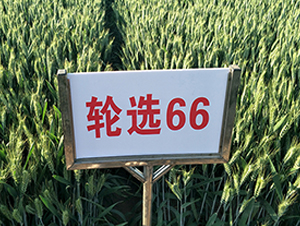 ݆x66-СN-NI