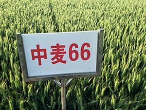 66-СN-NI