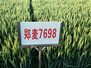 鄭麥7698-小麥種子-地神種業