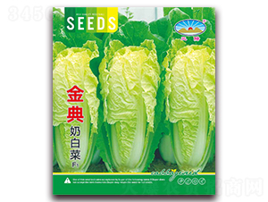 金典奶白菜-白菜種子-天和種業