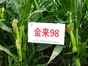金來98-玉米種子-金來種業(yè)