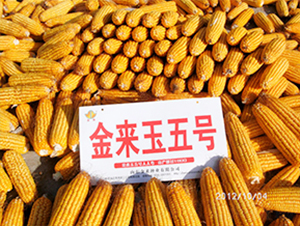 金來玉5號-玉米種子-金來種業