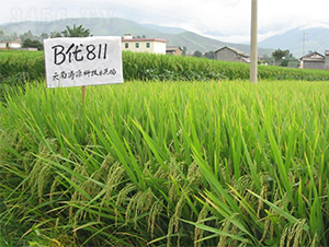 B811-ˮN-rI