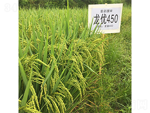 龍優450-水稻種子-西科農業