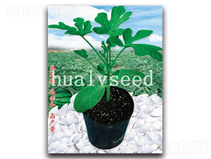 長壽砧木-砧木種子-華綠