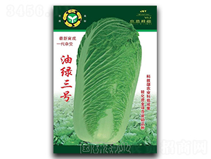 油綠三號-白菜種子-國研種業(yè)