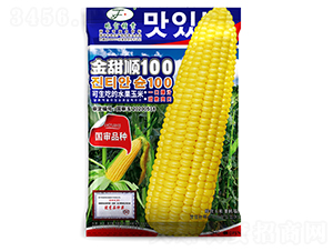 金甜順100-玉米種子-曉富種子