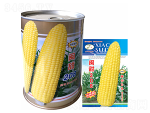 閩甜208-玉米種子-曉富種子