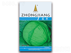 夏圣-甘藍種子-中江農業