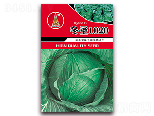 冬圣1020-甘藍種子-中江農業