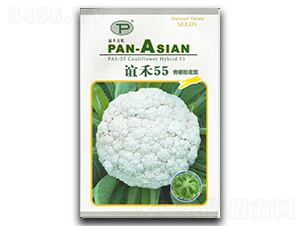 誼禾55-松花菜種子-誼禾