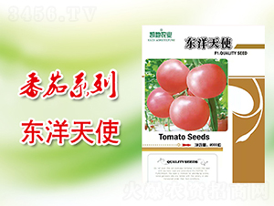 東洋天使-番茄種子-凱地農業