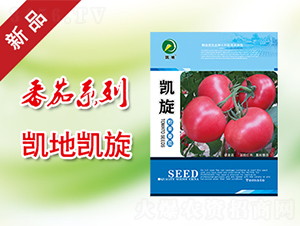 凱旋-番茄種子-凱地農業