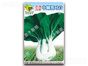 香港四季中腳黑葉白-白菜種子-子龍種業