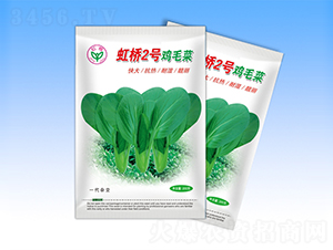 虹橋2號-青梗菜種子-天龍種業