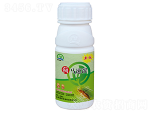 薊馬專用生物溶劑-薊馬速溶-強農生物