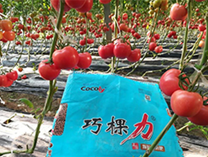巧棵力顆粒水溶肥用在番茄上案例圖