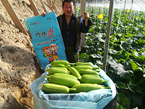 巧棵力顆粒水溶肥用在西葫蘆上案例圖
