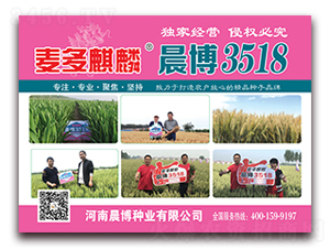 麥多麒麟晨博3518-小麥種子-晨博種業