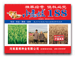 小虎娃188-小麥種子-晨博種業