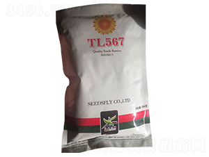 TL567向日葵種子-酒玉種業