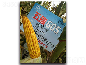 五瑞605-玉米種子-酒玉種業