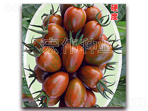 紫彩玉-櫻桃西紅柿種子-宏偉種業