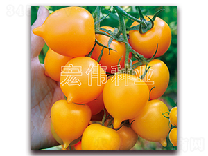 金桃一號-櫻桃西紅柿種子-宏偉種業