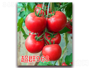 超群968-粉果番茄種子-億諾農業