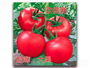 歐德賽-粉果番茄種子-億諾農(nóng)業(yè)