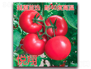 æ‚…ç¿”-ç²‰æžœç•ªèŒ„ç¨®å­-å„„è«¾è¾²æ¥­