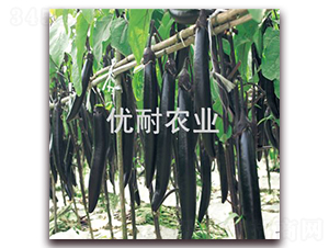 å„ª(yÅu)è€å¢¨èŒ„1013-èŒ„å­ç¨®å­-å„ª(yÅu)è€è¾²æ¥­(yÃ¨)