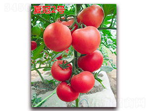 夏冠2號(hào)-粉果番茄種子-萬宇農(nóng)業(yè)