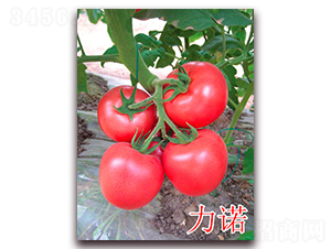 åŠ›è«¾-ç²‰æžœç•ªèŒ„ç¨®å­-è¬å®‡è¾²(nÃ³ng)æ¥­(yÃ¨)
