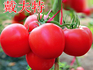 戴夫特-粉果番茄種子-萬宇農業