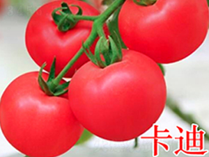 卡迪-粉果番茄種子-萬宇農業