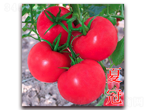 å¤å† -ç²‰æžœç•ªèŒ„ç¨®å­-è¬å®‡è¾²æ¥­