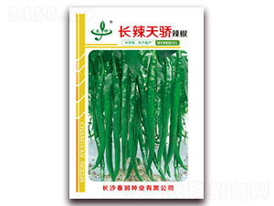 長辣天驕-辣椒種子-春潤種業