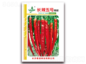 長辣五號-辣椒種子-春潤種業
